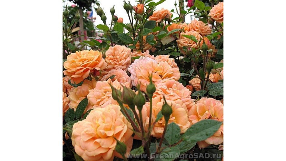 Роза абрикосово-оранжевая