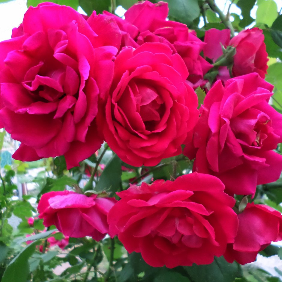 Mystic роза плетистая