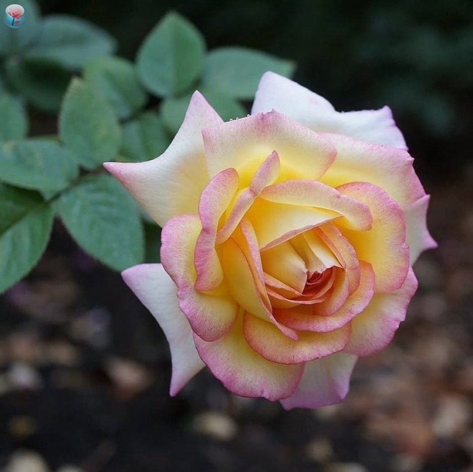 Гигантский букет роз
