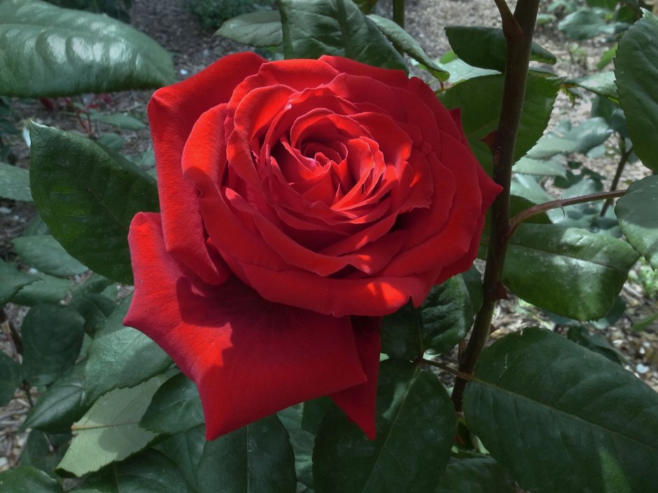 Le rouge et le Noir роза