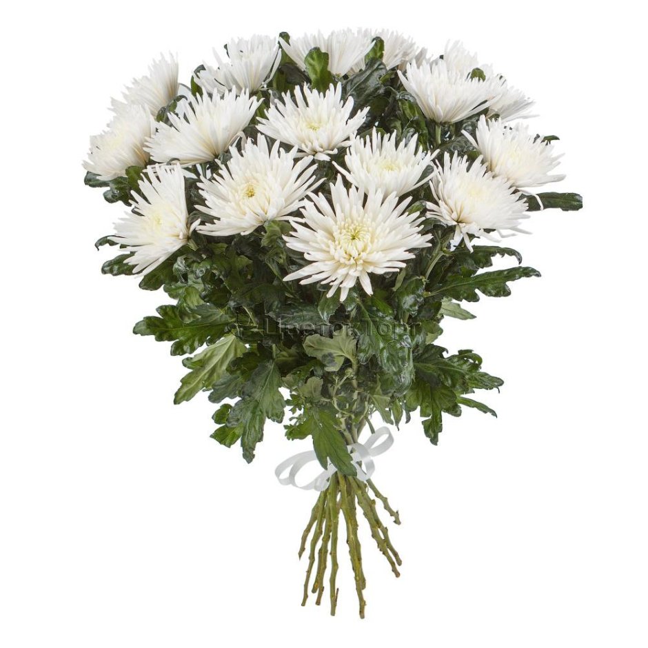 7 Одноголовых белых хризантем