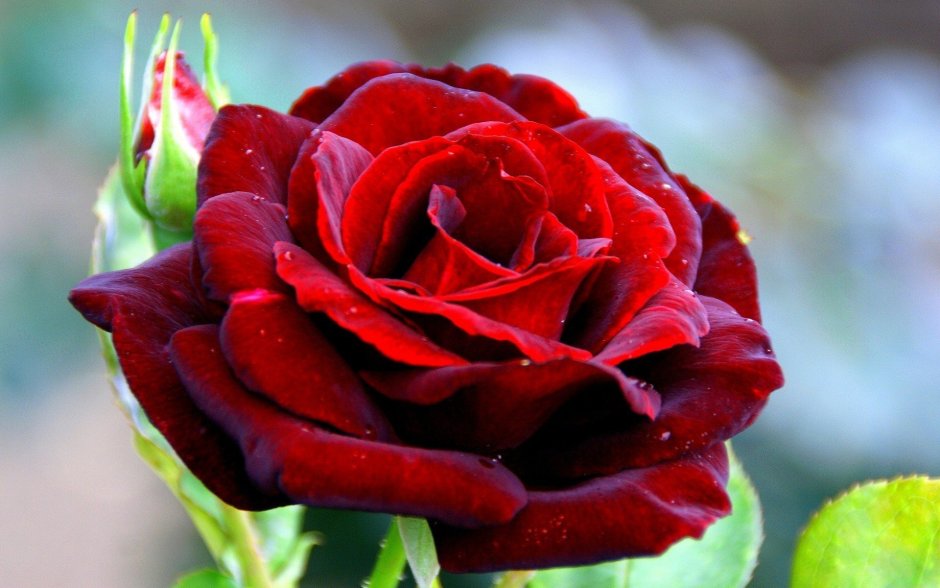 Красивая роза арт