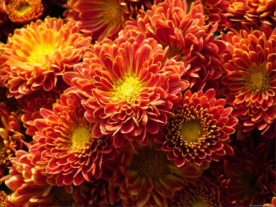 Хризантема мультифлора мелкоцветковая