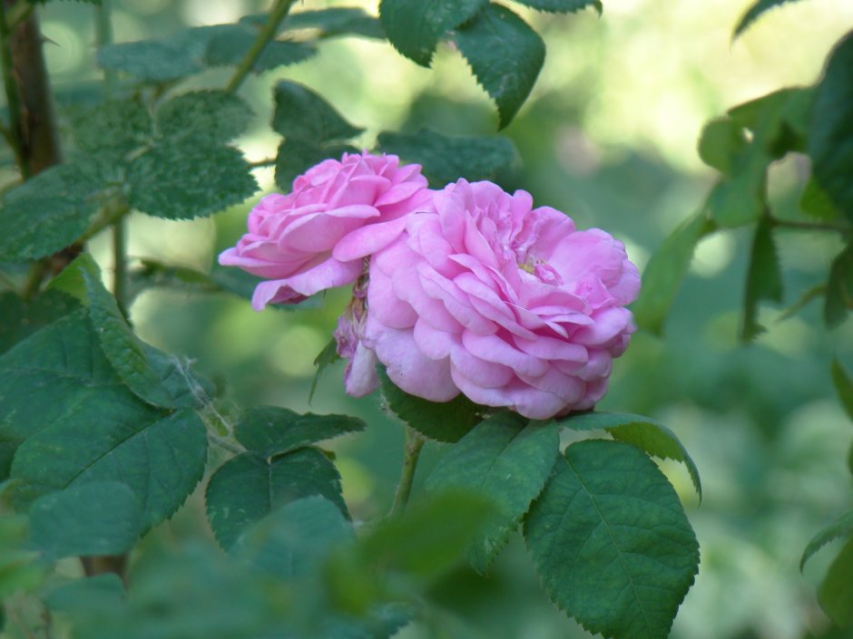 Чайная роза розовая шиповник