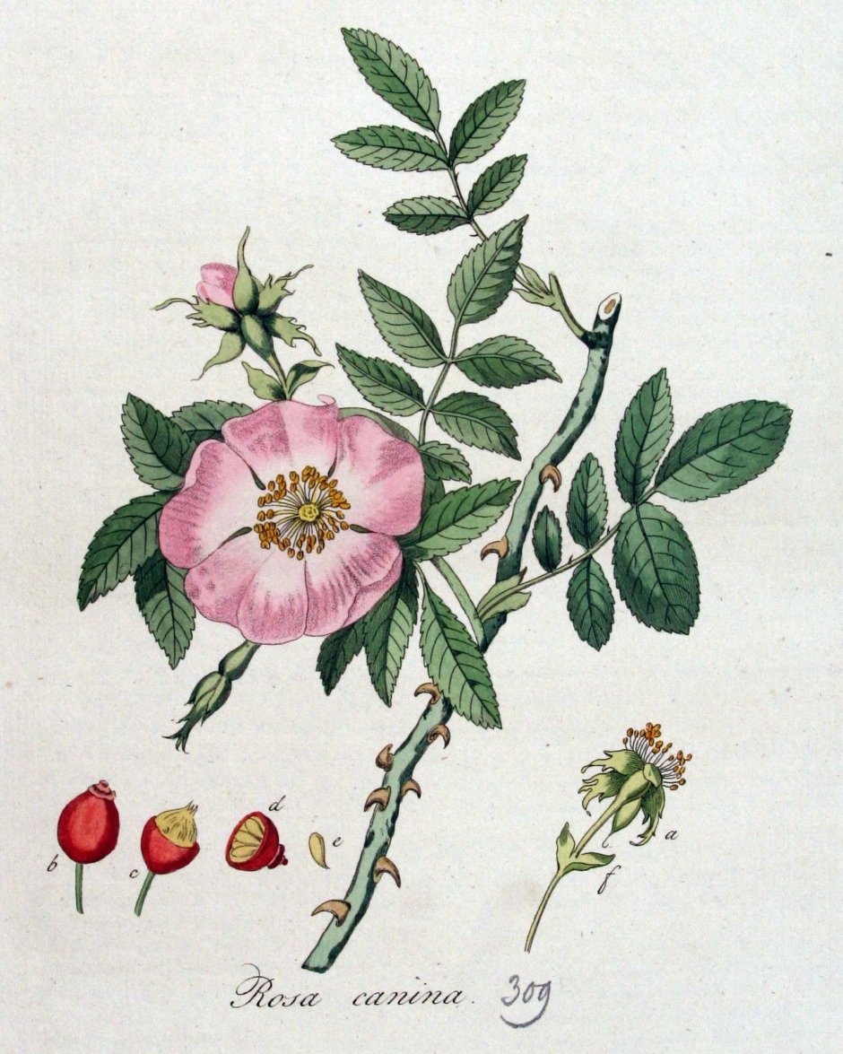 Rosa Canina Fruit