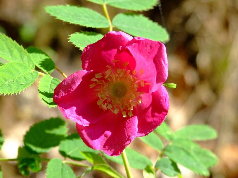 Шиповник роза Даурская куст