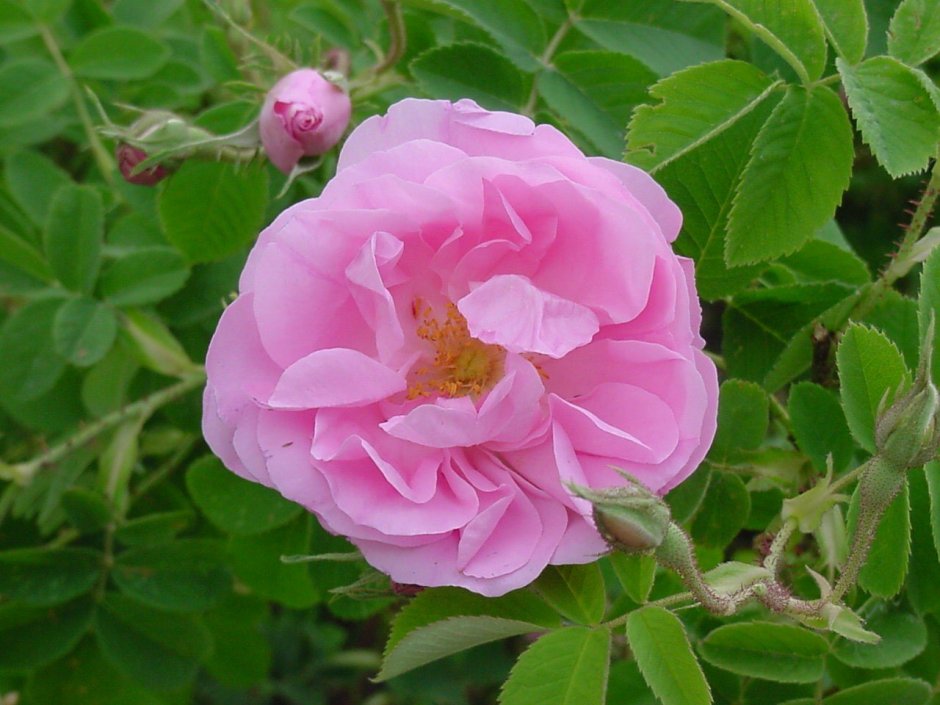 Роза rugosa (сорт 'Pivoine')