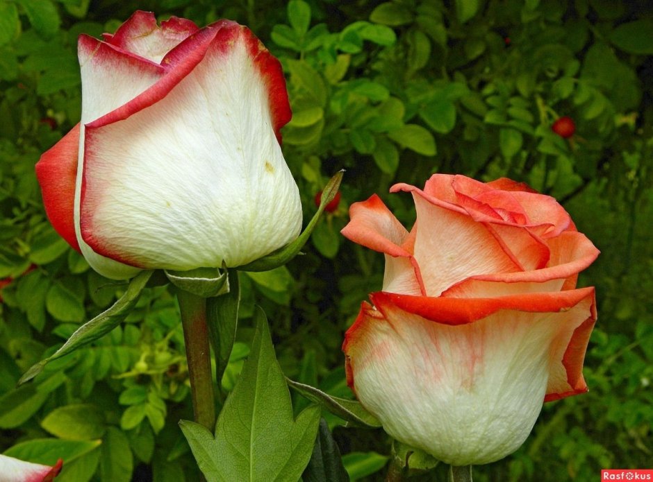 Чайно гибридная роза белая с красной каймой