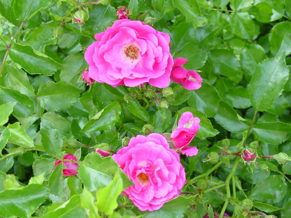 Махровый розовый шиповник роза