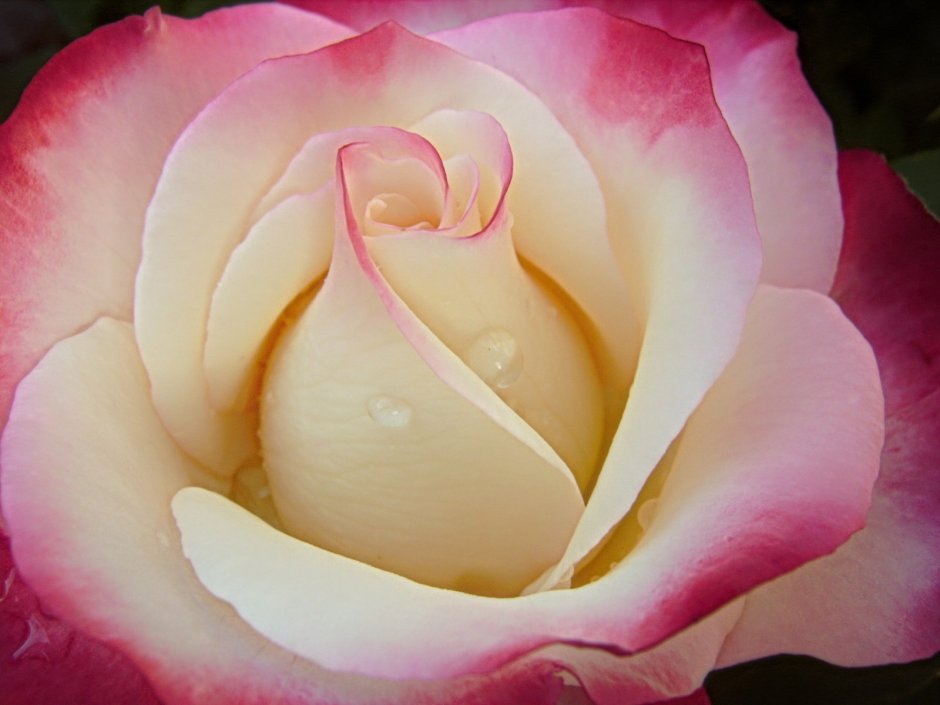 Роза чайно-гибридная Джумилия