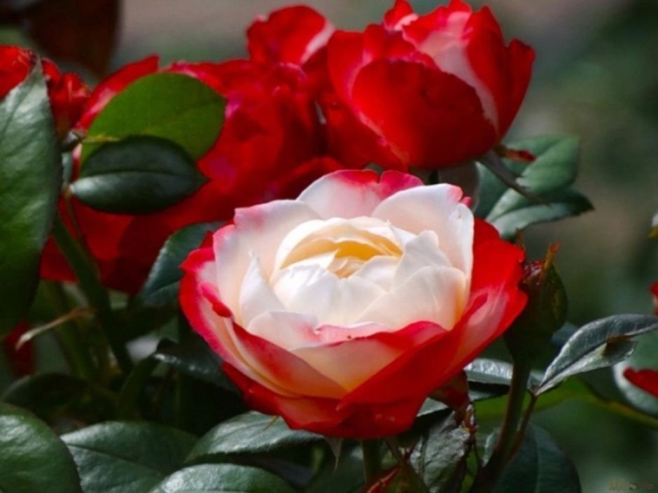 Роза жёлтая с красной каймой название сорта
