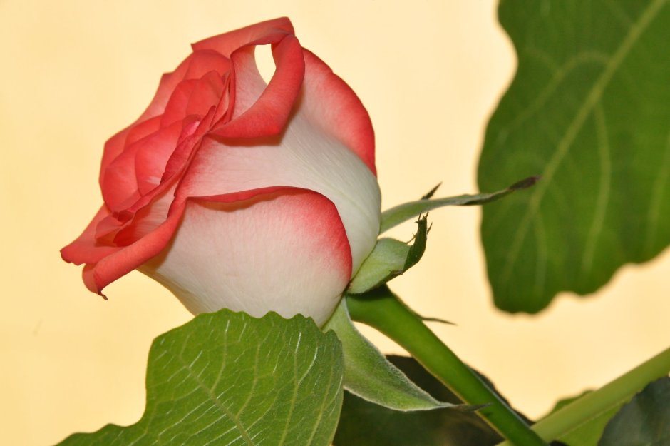 Розы с красной окантовкой