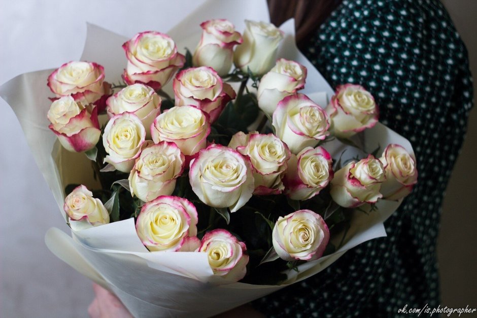Белые розы с розовой каймой
