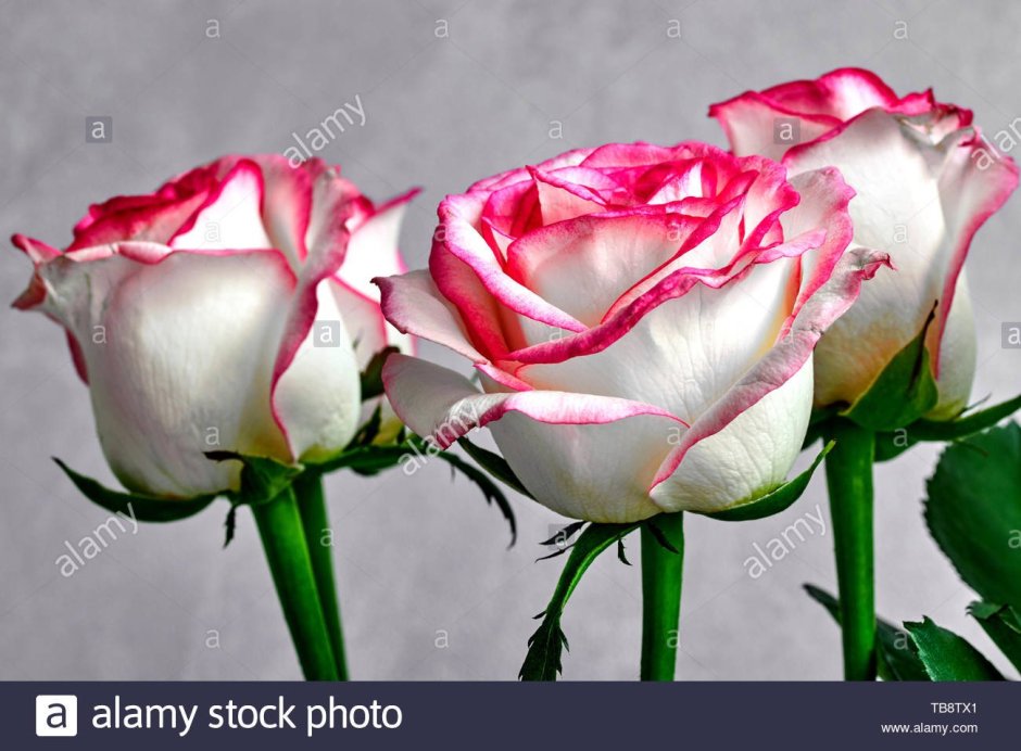 Розы белые с красным ободком