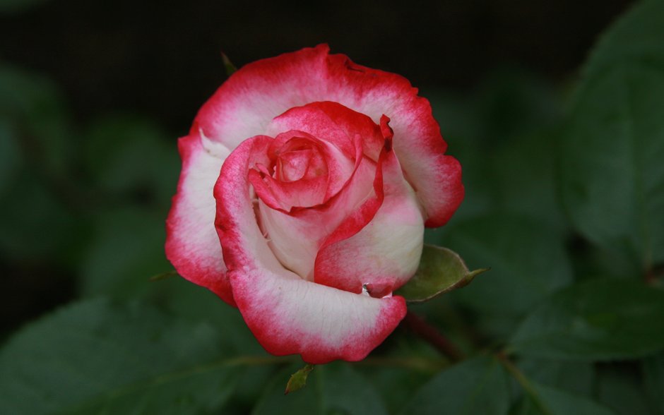 Роза растение