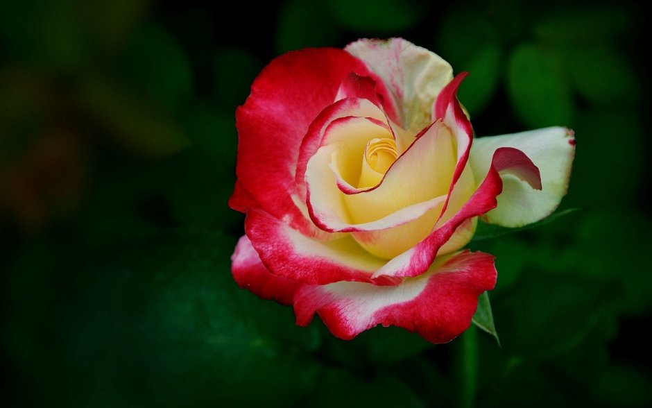 Розы Свитнес букет