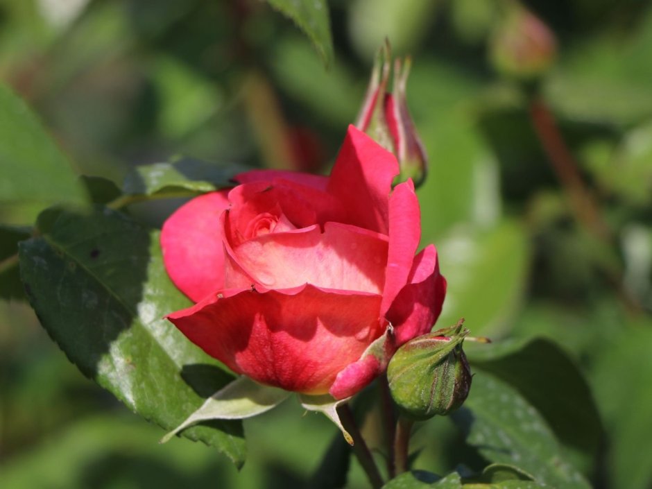 Роза сорта Шогун