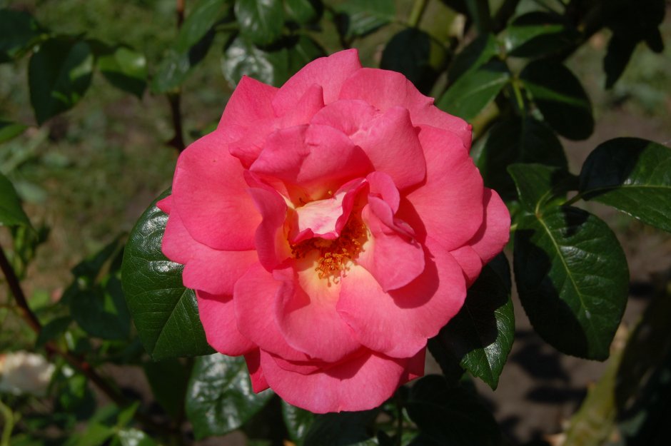 Плетистая роза Беккер