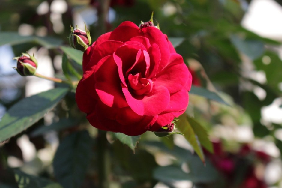 Роза плетистая Лиана