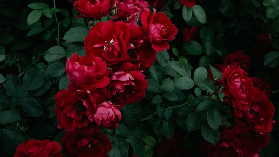 Роза плетистая (Rosa Antike