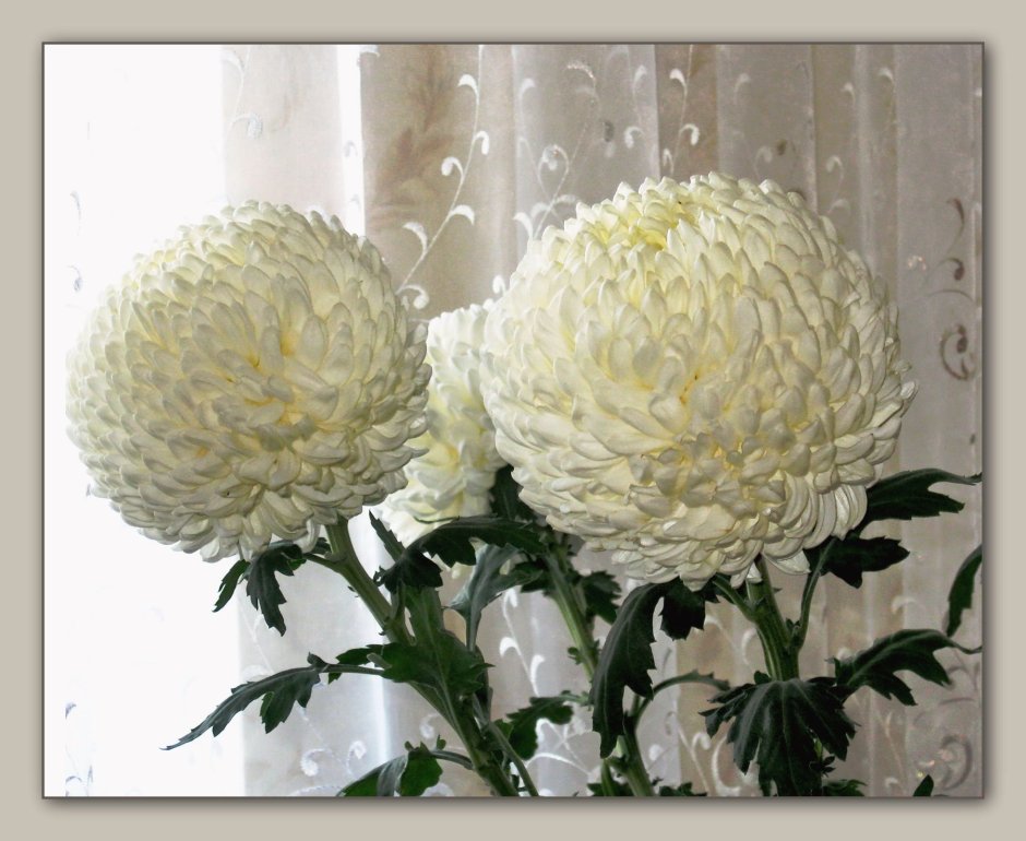 Хризантема шар Порпленко