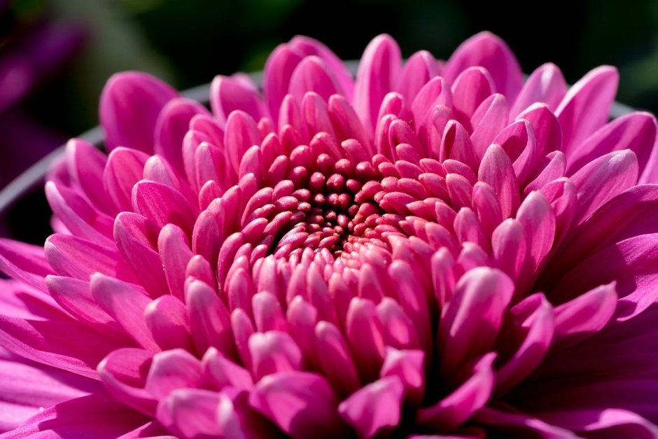 Цветы хризантемы фиолетовые
