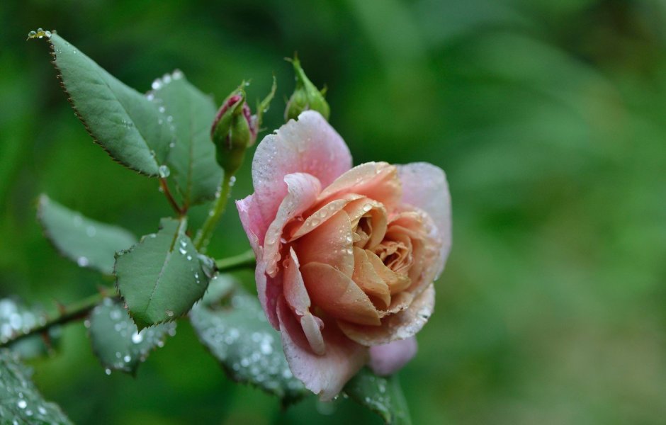 Кустовая роза с росой