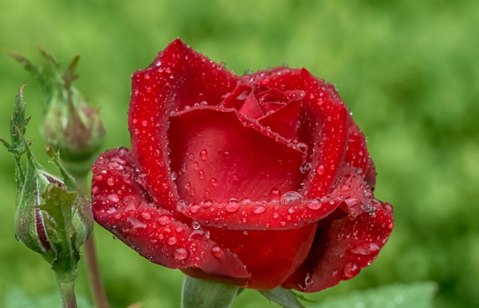 Красивая алая роза с каплями воды