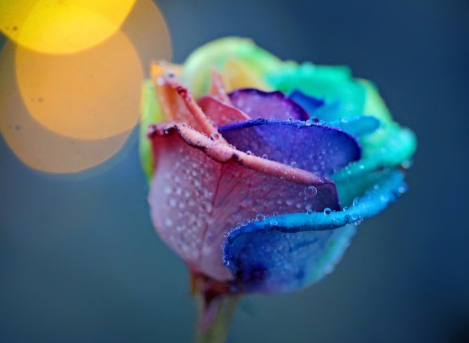 Разноцветные лепестки роз
