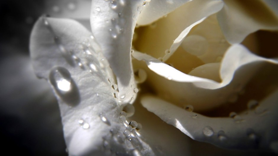Белый цветок с каплями