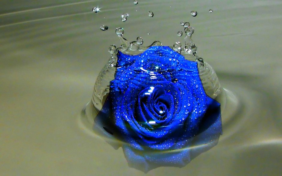 Синяя роза с каплями