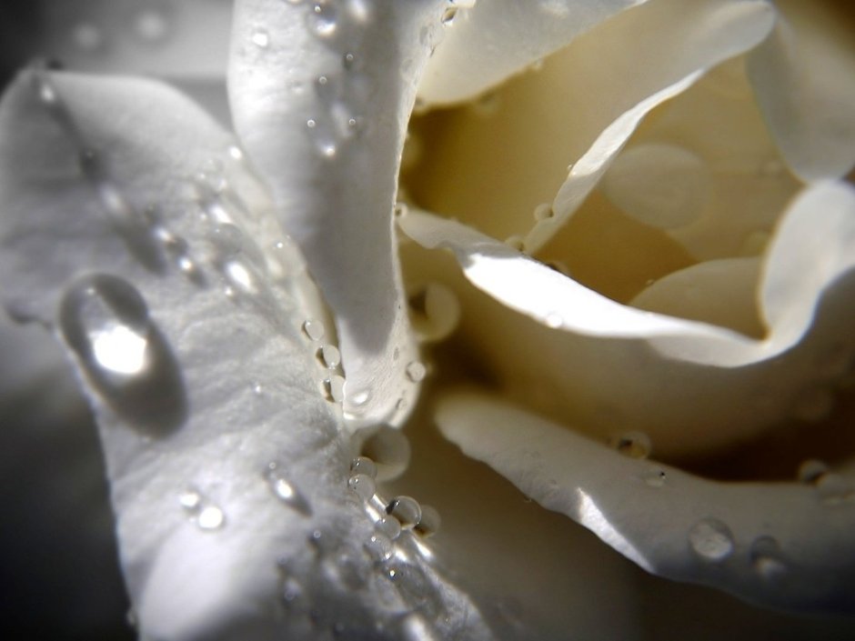 Белая роза с каплями