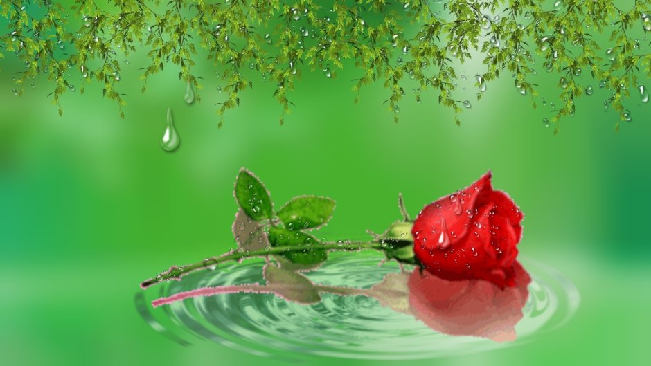 Розы в капельках воды