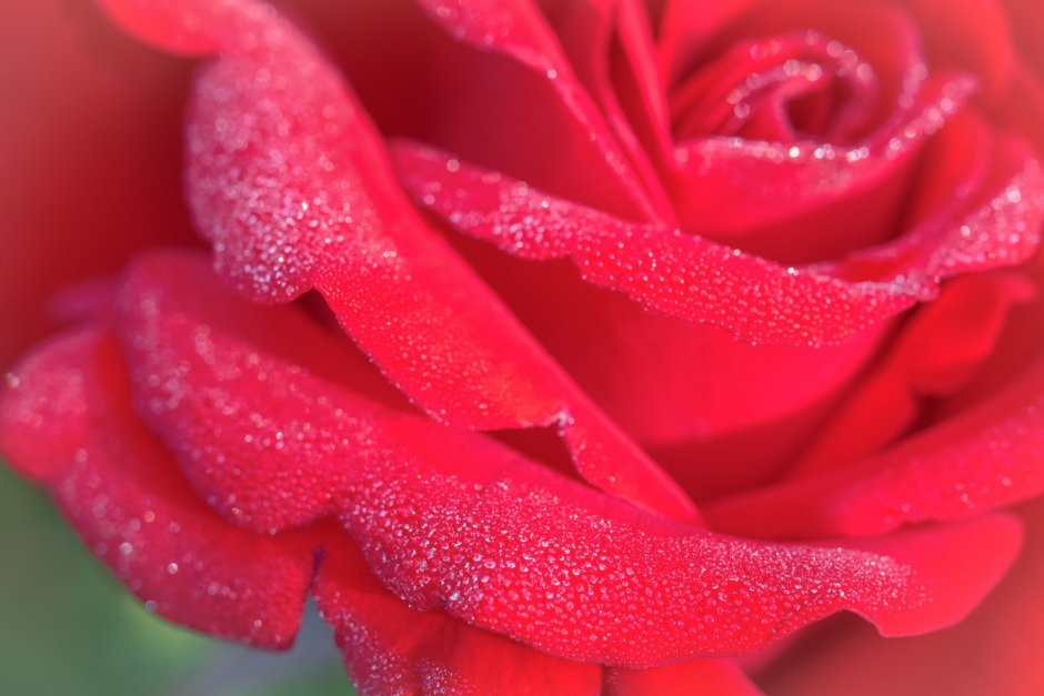 Роза коралловая Макросъемка