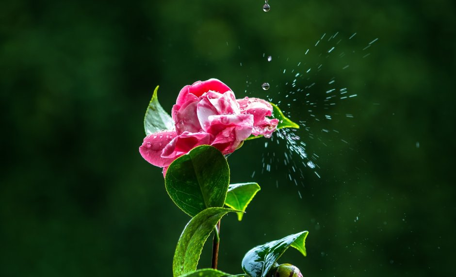 Цветы после дождя