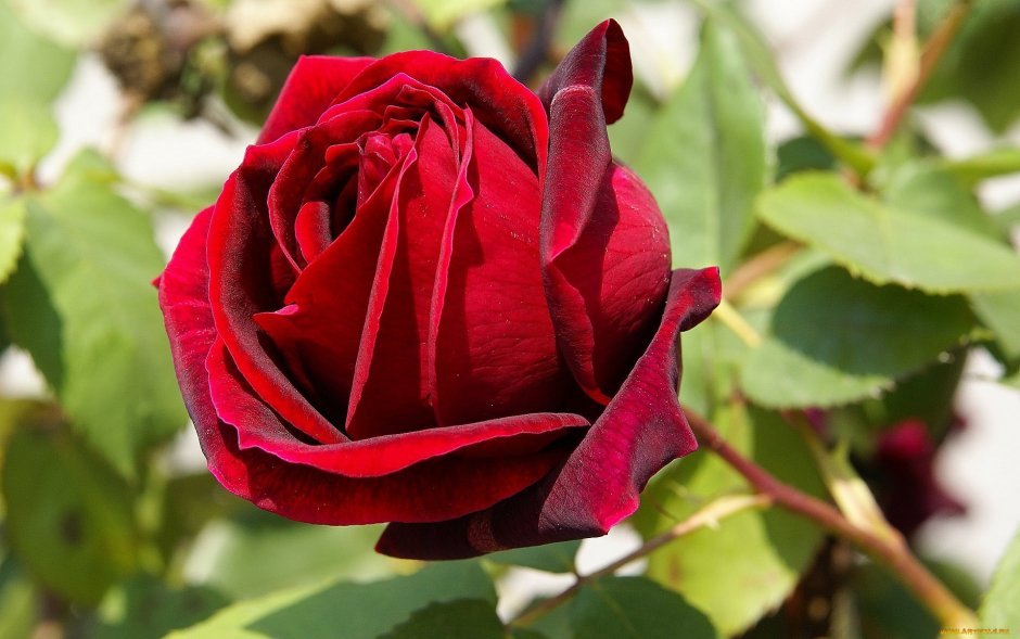Роза Rosso scuro