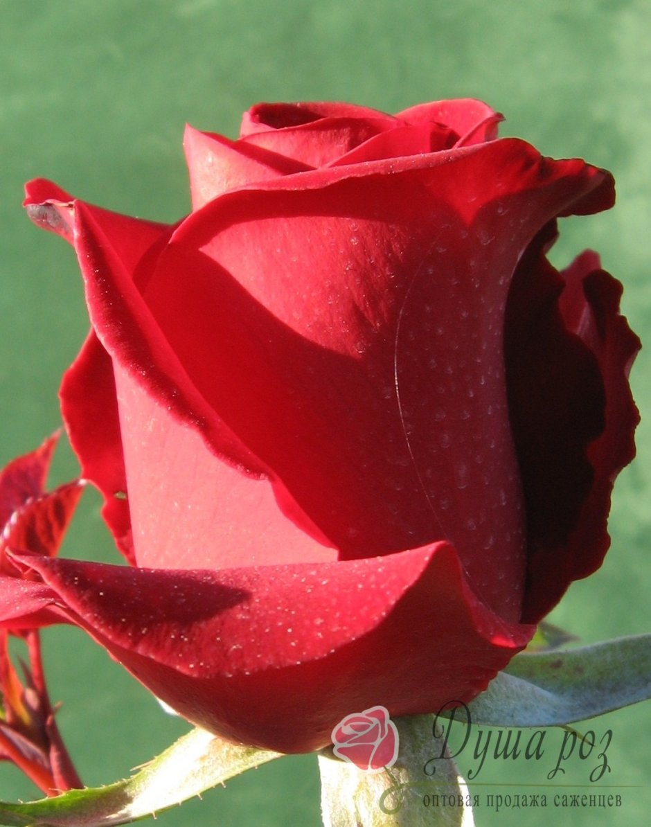 Роза красная бокаловидная