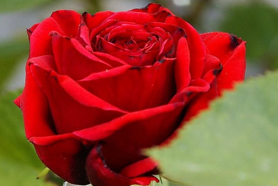 Роза Red Love