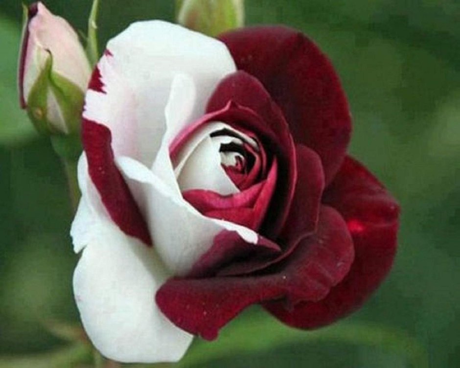 Самые редкие розы в мире