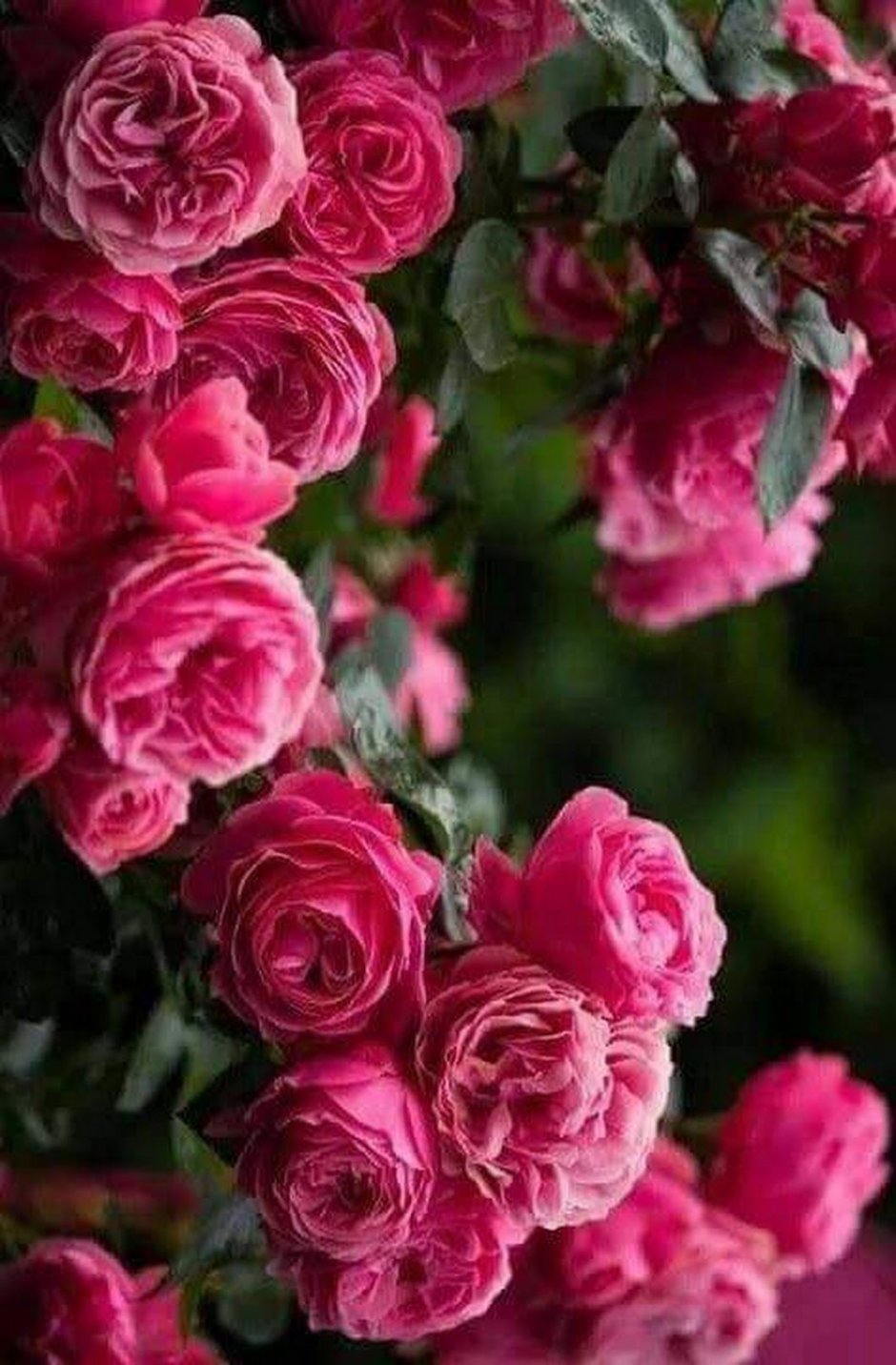 Роза плетистая нежно розовая с малиново-сиреневым оттенком"маэстро"