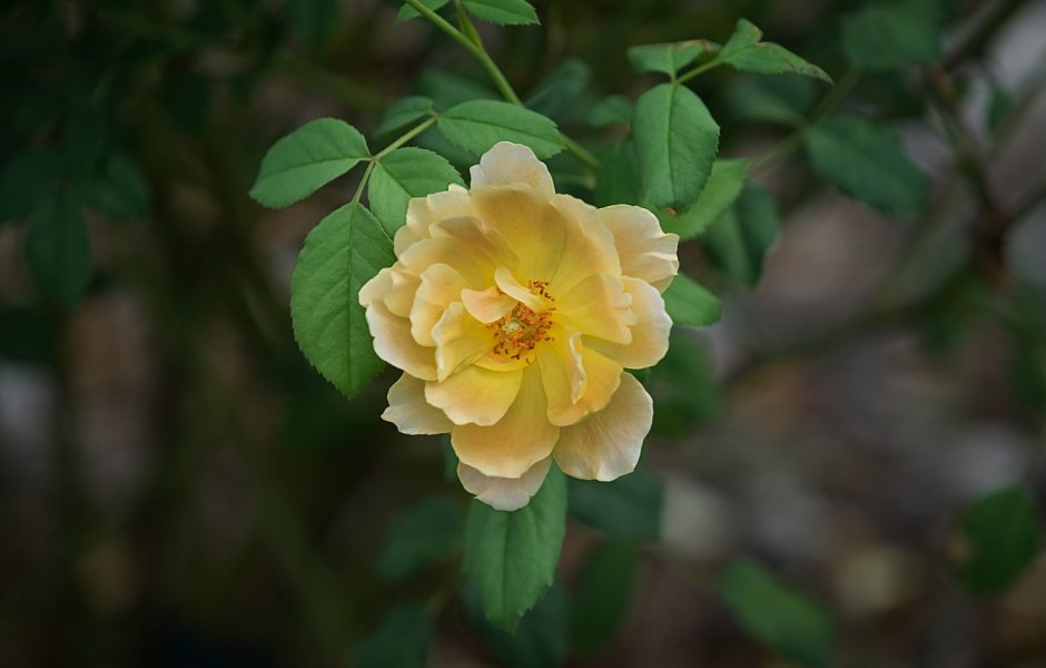 Желтый шиповник Капуцинская роза