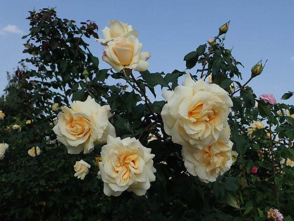 Роза санни роуз