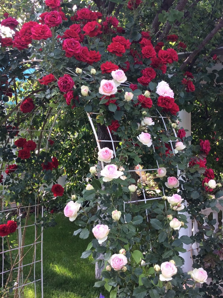 Роза плетистая ред климбер
