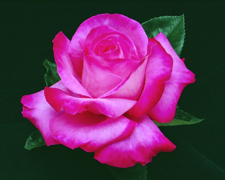Сорт розы Санни Скай
