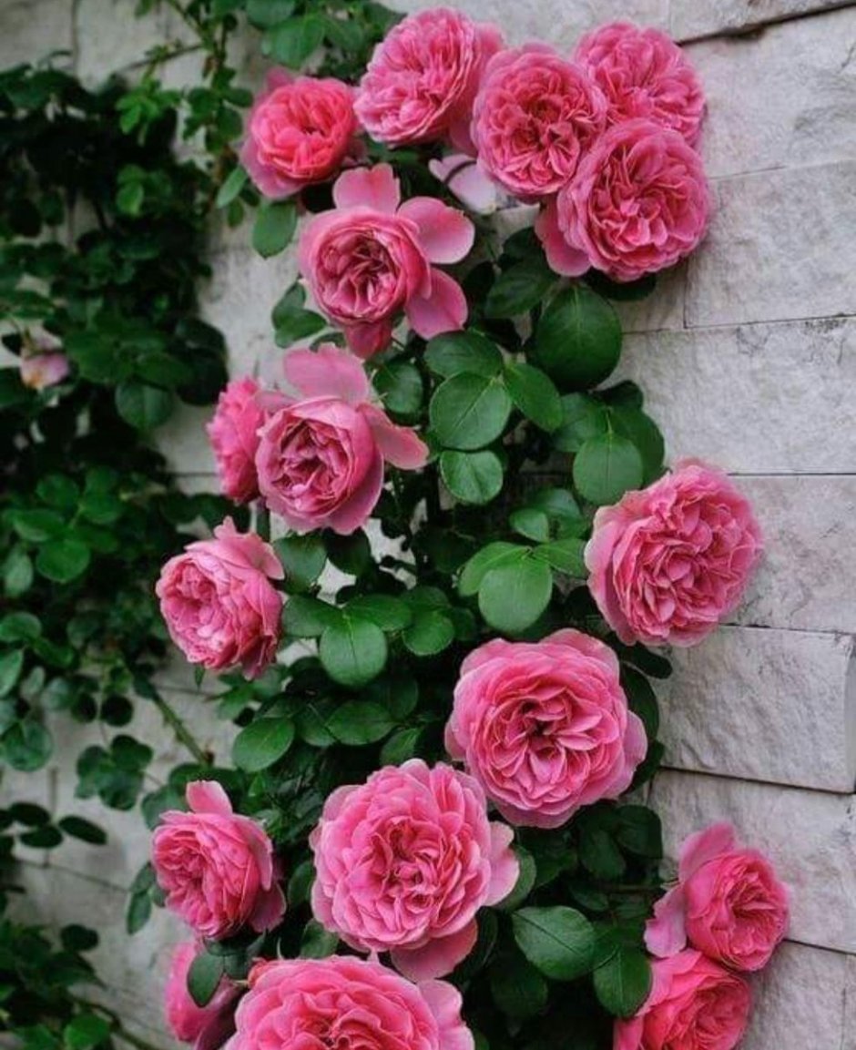 Роза плетистая Пинки
