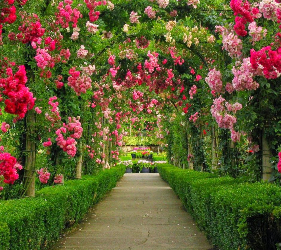 Butchart Gardens розарий сада Бутчартов сад роз