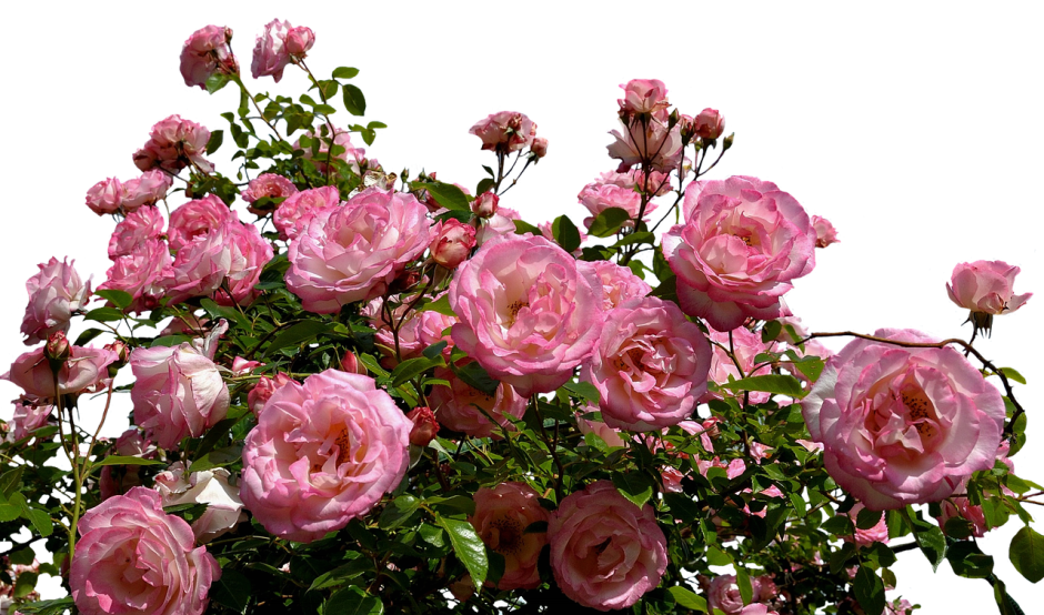 Сорт розы Пьер де Ронсар