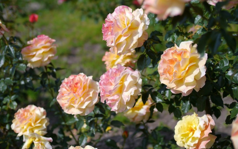 Плетистые розы Берсо