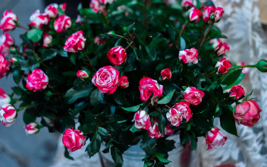 Роза кустовая розовая флорибунда