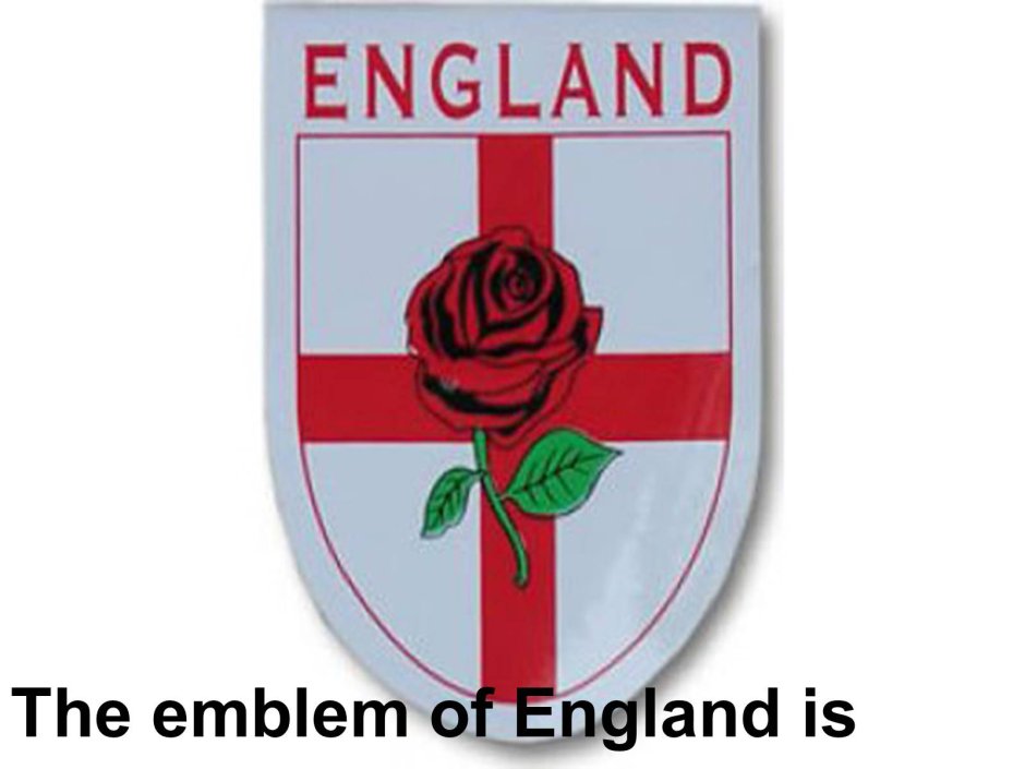 Герб Англии роза